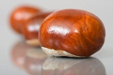 Chestnuts Close Up Isolated Stock Images Chestnuts Close Up Isolated Stock Images