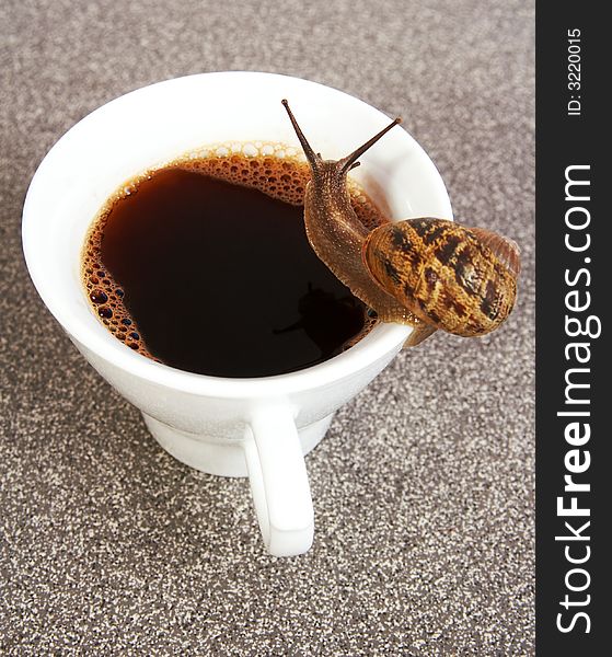 Thirsty snail sitting on top of the coffee cup.