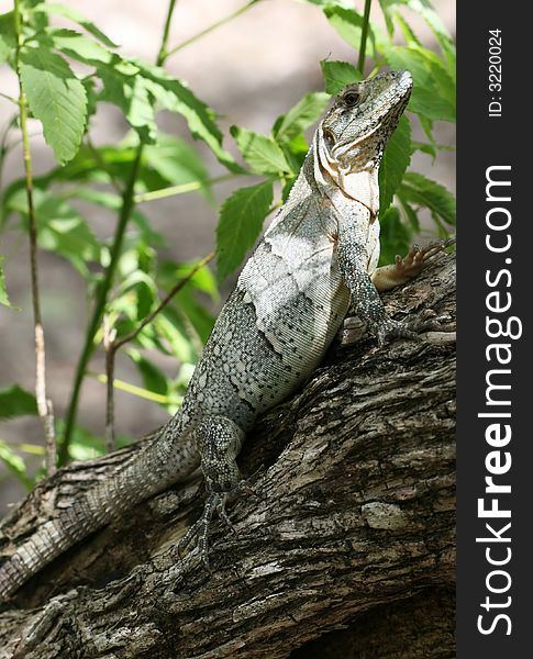 A Large iguana climbs up a tree. A Large iguana climbs up a tree.