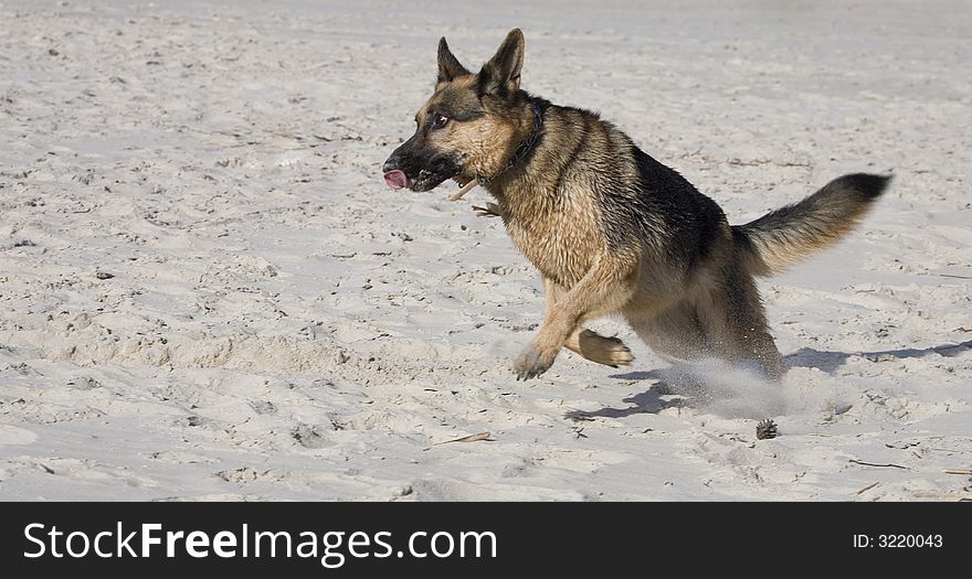 Dog german shepherd play on the beach. Dog german shepherd play on the beach