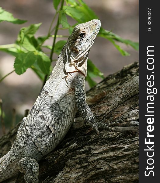 A tree iguana pauses on a branch in Mexico