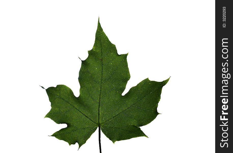 Green maple leaf isolated on white, sanny, summer
