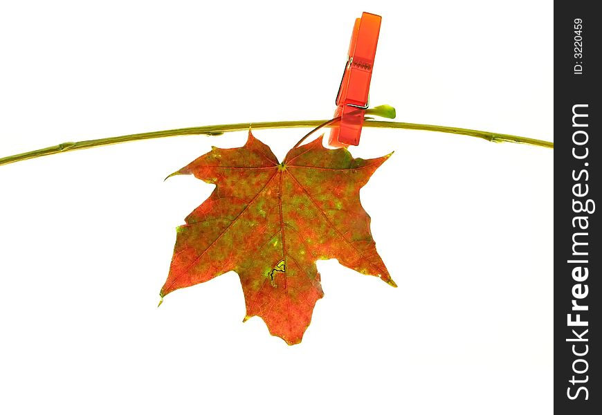 Composition on white background:  color autumn leaf