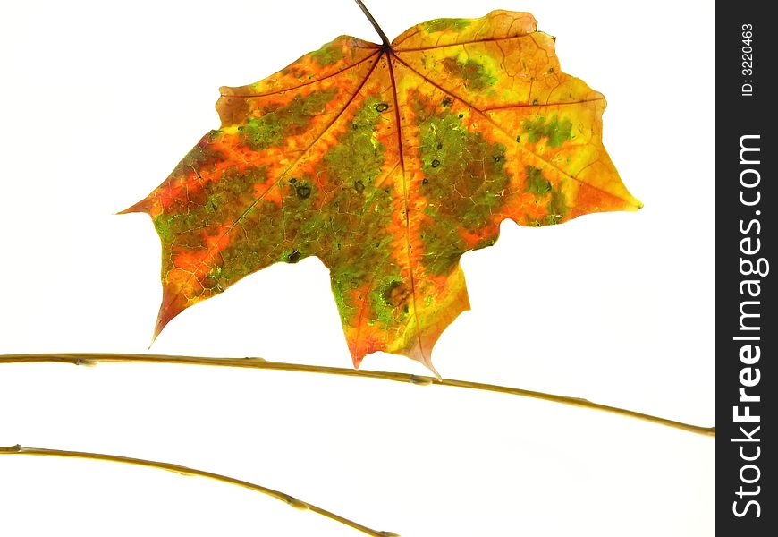 Composition on white background:  color autumn leaf