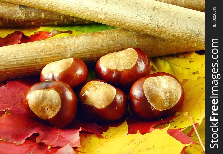 Autumn composition: chestnuts and branch on leaves