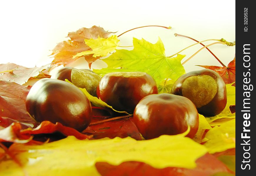 Beautiful autumn composition: chestnuts on colorful leaves. Beautiful autumn composition: chestnuts on colorful leaves