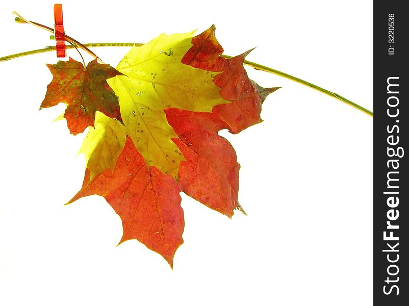 Composition on white background: color autumn leaves
