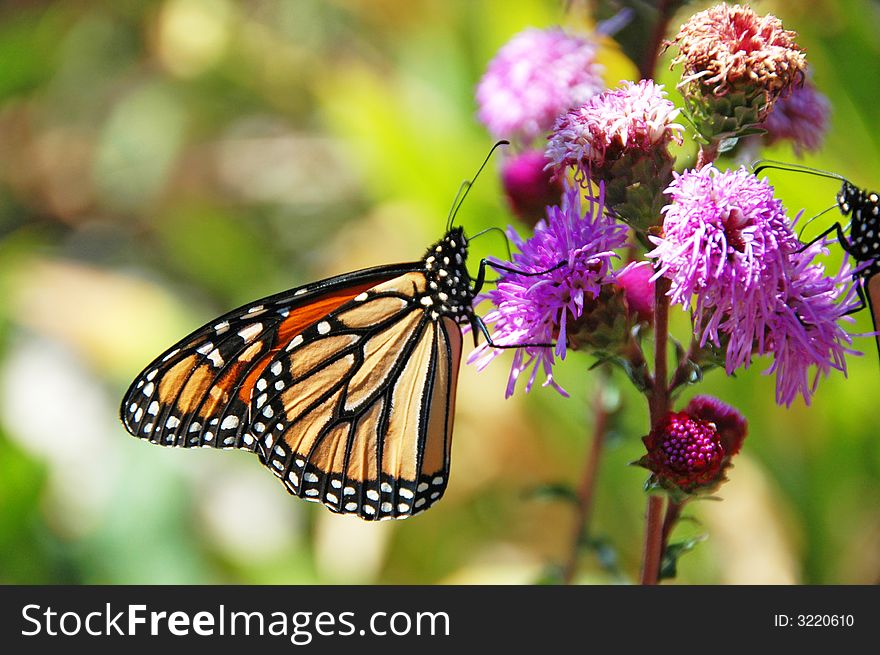 Monarch butterfly feeding on a purple flower