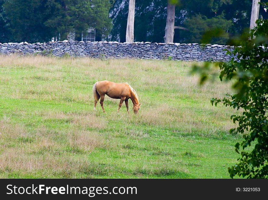 Beautiful light brown horse grazing alone in a field. Beautiful light brown horse grazing alone in a field.