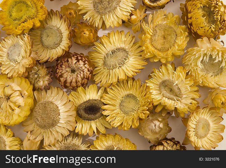 Background of many yellow flowers. Background of many yellow flowers