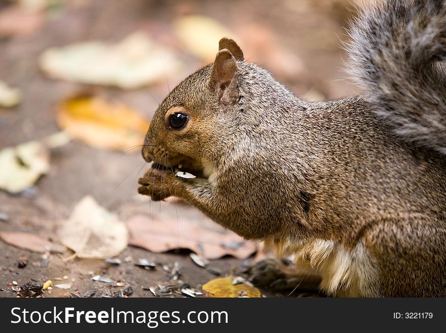 Close up of a squirrel with his paws holding the food that he's eating.  Shallow depth of field with focus on eye. Close up of a squirrel with his paws holding the food that he's eating.  Shallow depth of field with focus on eye.