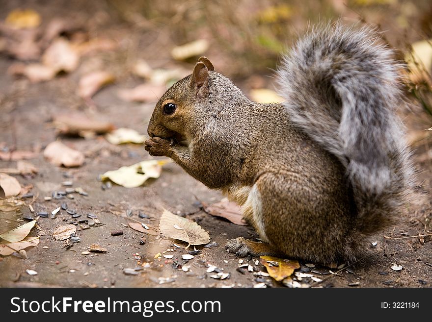 Full body portrait of a gray squirrel with his paws holding the food that he's eating. Shallow depth of field with focus on eye. Full body portrait of a gray squirrel with his paws holding the food that he's eating. Shallow depth of field with focus on eye.