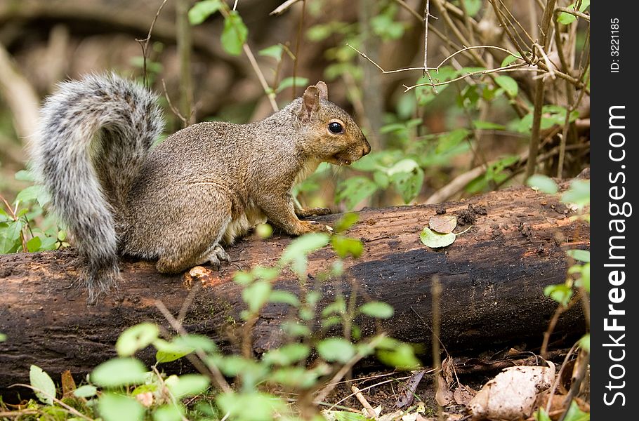 Full body portrait of a gray squirrel on a fallenlog. Full body portrait of a gray squirrel on a fallenlog.