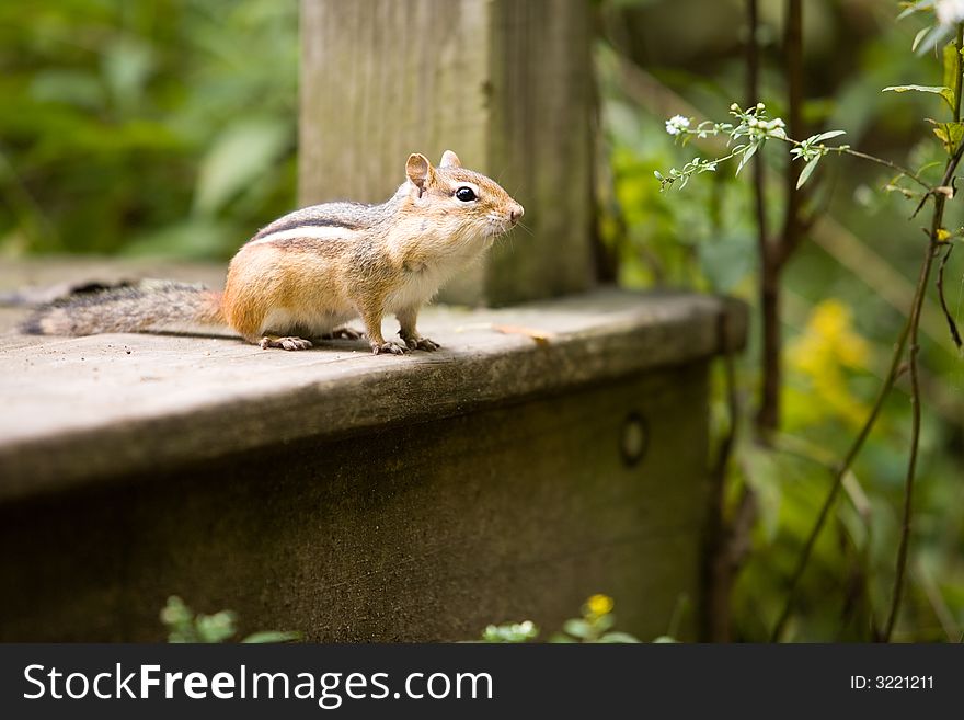 Chipmunk looking out into a wooded area from a wooden step. Chipmunk looking out into a wooded area from a wooden step.