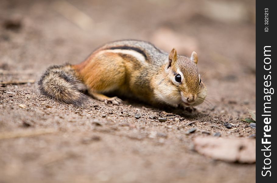 A chipmunk with cheeks bulging with food. A chipmunk with cheeks bulging with food.