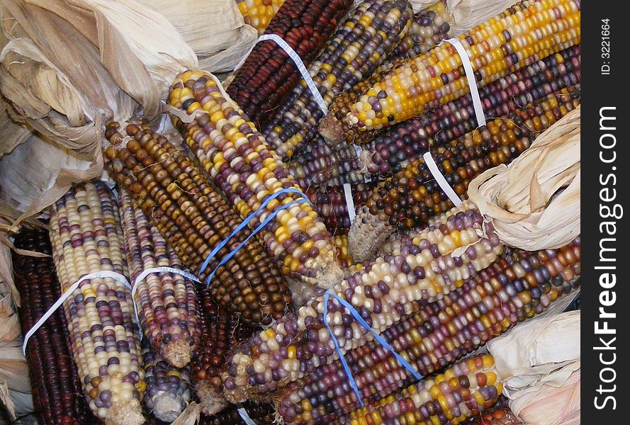 Fresh Indian Corn Bundled in a Supermarket