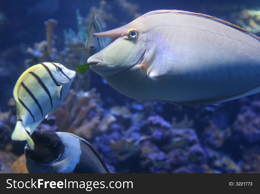 Whitemargin Unicornfish feeding Pearly Soldierfish in Maui tropical waters