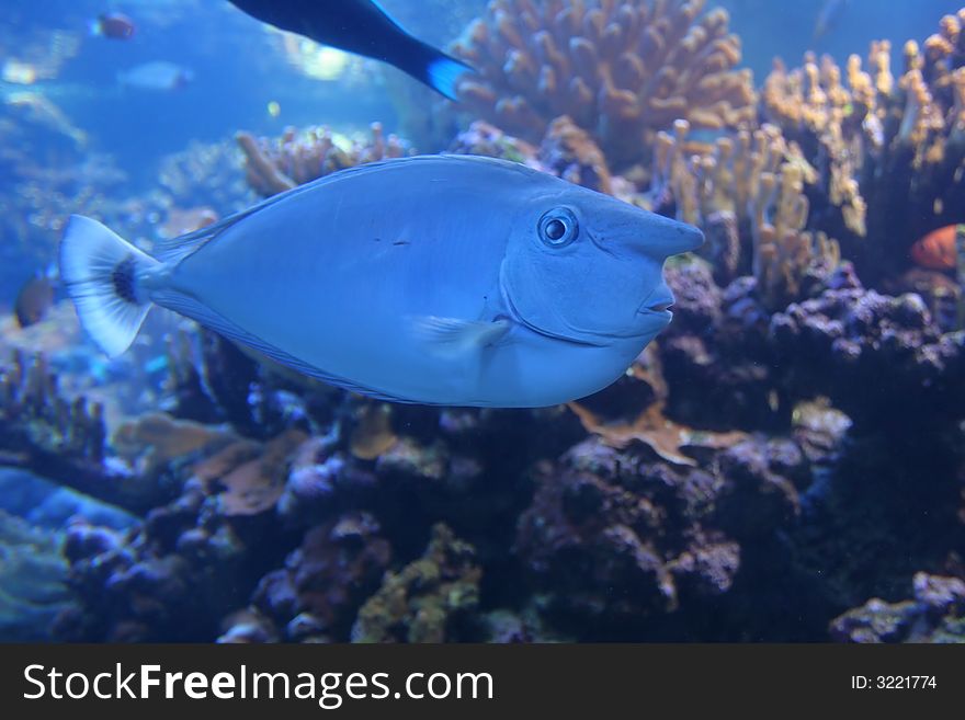 Whitemargin Unicornfish in Maui tropical waters