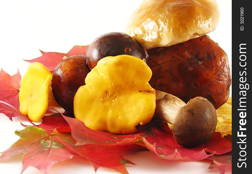 Autumn composition: some color mushrooms on color leaves