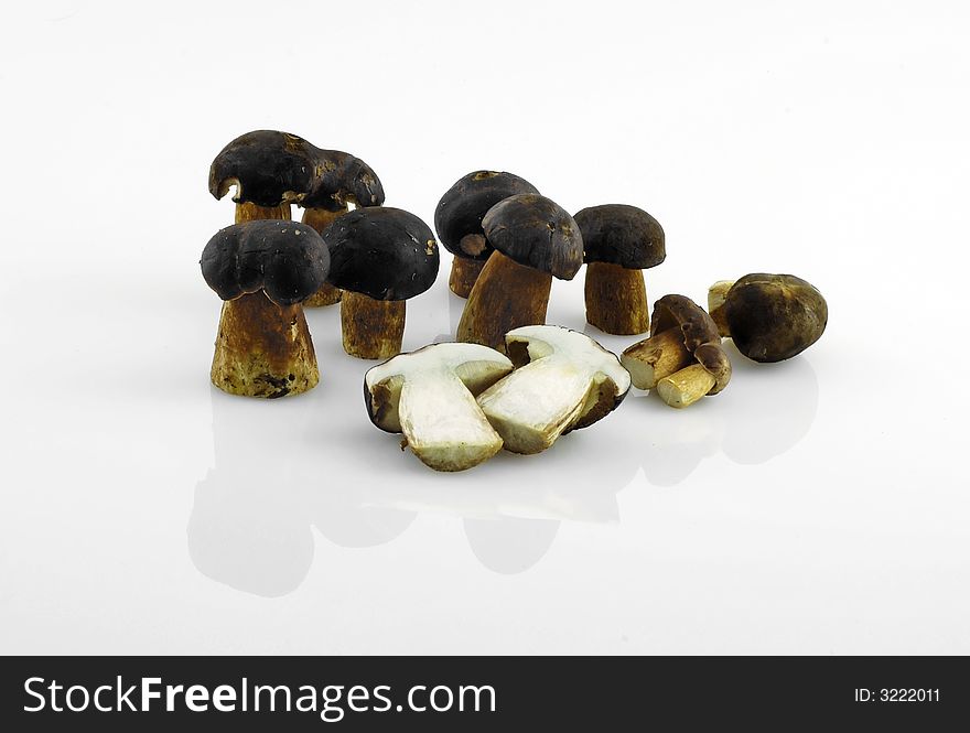Easy to isolate wild forest mushrooms on white background