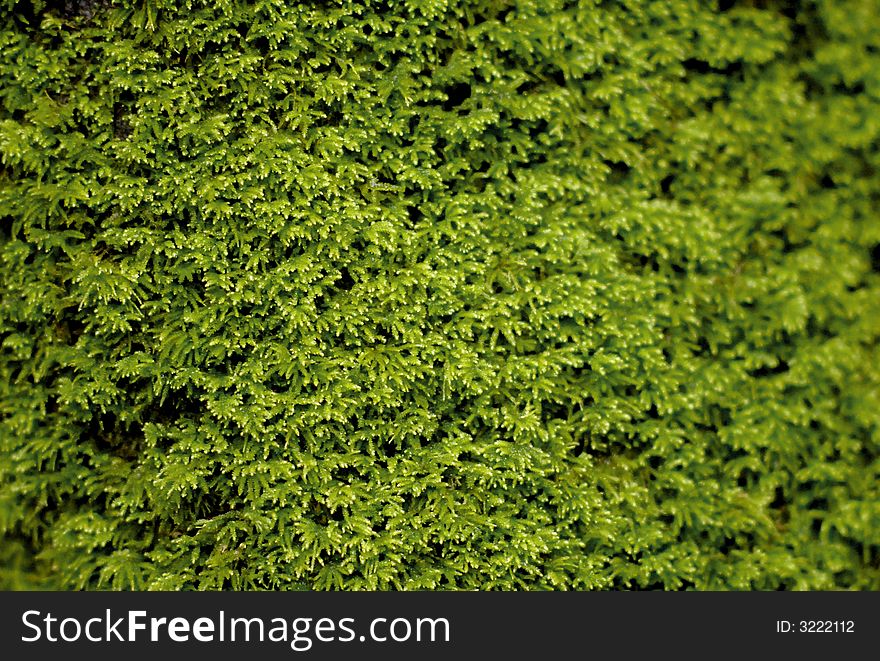 Green moss in the forest