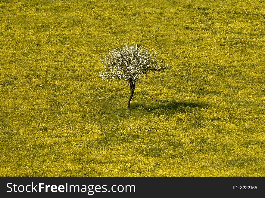 Meadow full of yellow flowers in Sardinia. Meadow full of yellow flowers in Sardinia