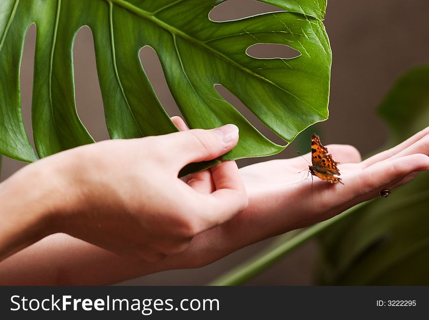 Butterfly and leaf in woman's hands . Butterfly and leaf in woman's hands