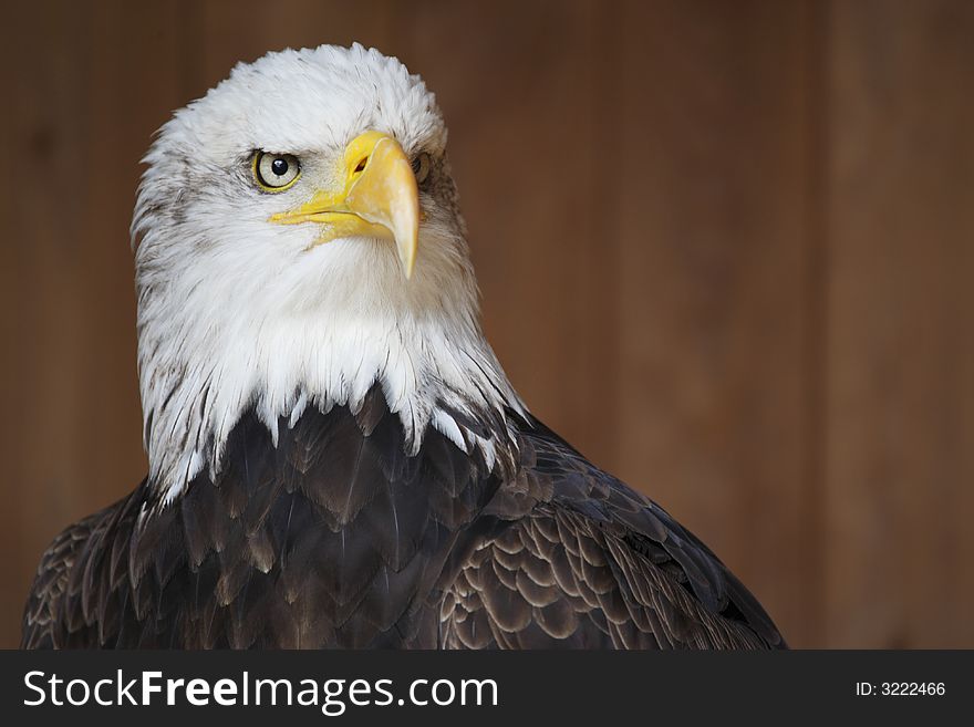 Bald eagle taken in aug 2007