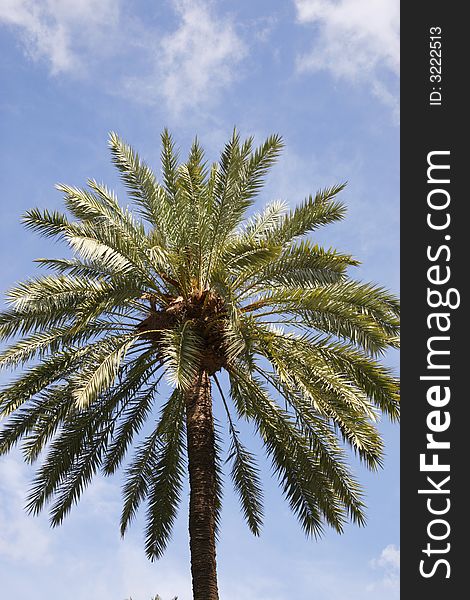 Top of a single palm tree against a blue sky