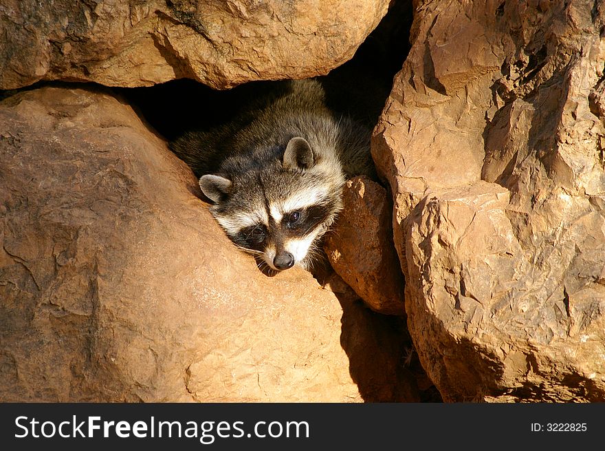 A funny racoon hidden under a rock shelter. A funny racoon hidden under a rock shelter