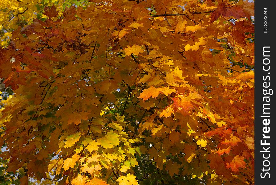 Background with many read yellow and orange maple leafs in sun light, horizontal. Background with many read yellow and orange maple leafs in sun light, horizontal