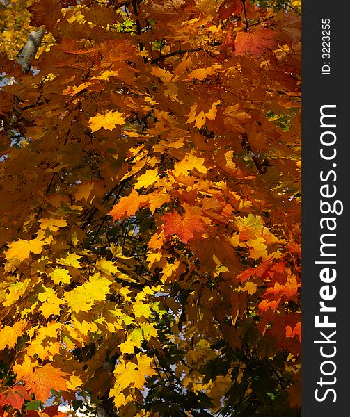 Background with many read yellow and orange maple leafs in sun light, vertical. Background with many read yellow and orange maple leafs in sun light, vertical