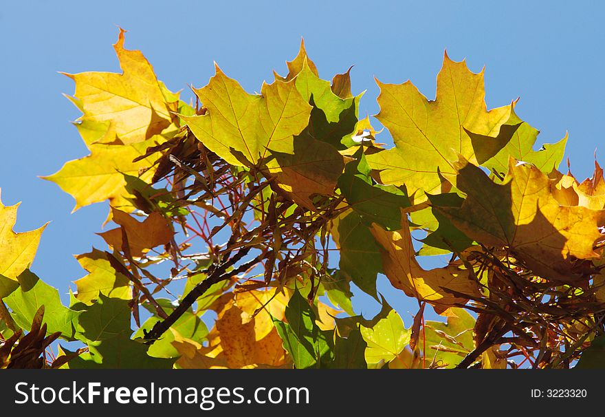 Background with many green yellow and orange maple leafs and seeds in blue sky, horizontal. Background with many green yellow and orange maple leafs and seeds in blue sky, horizontal