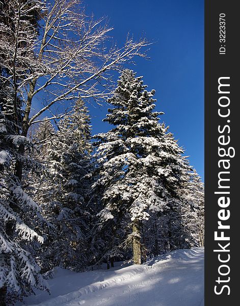 Winter scene in snowy forest, vertical. Winter scene in snowy forest, vertical.