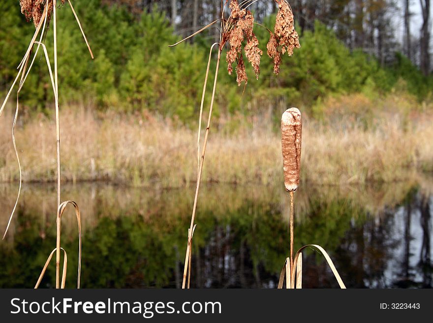 Close up of a whithering cattail on the edge of a swamp