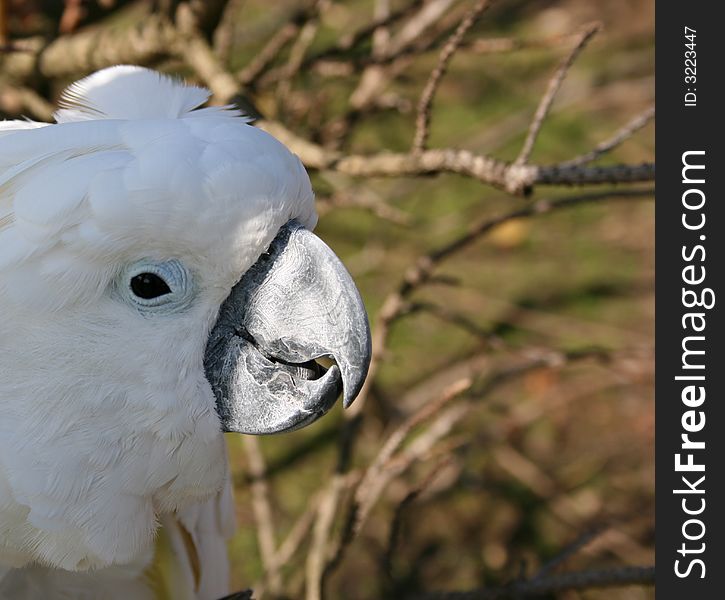 White Parrot sitting with its beak in the sun. White Parrot sitting with its beak in the sun
