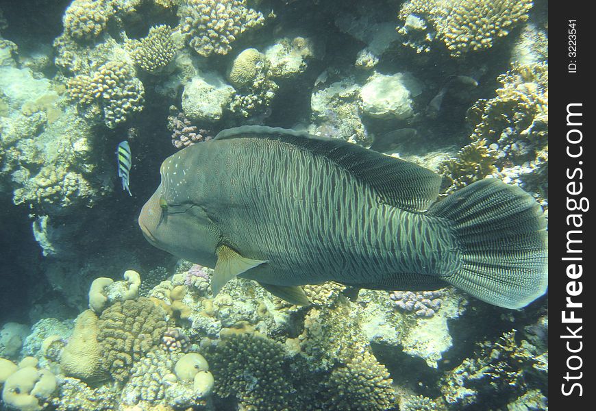 Angelfish in red sea egipt Africa