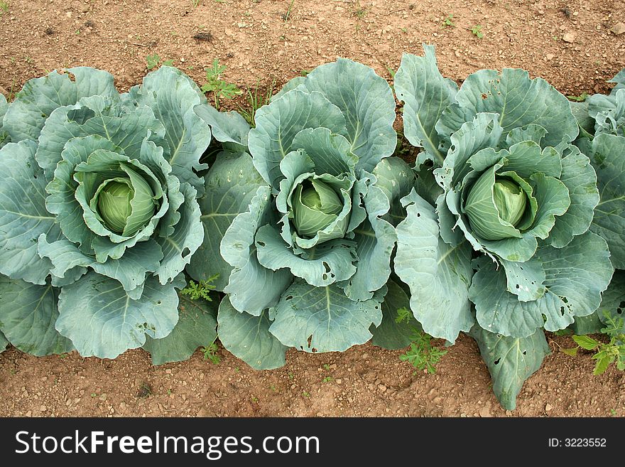 Overhead view image of Cabbage ready to pick. Overhead view image of Cabbage ready to pick