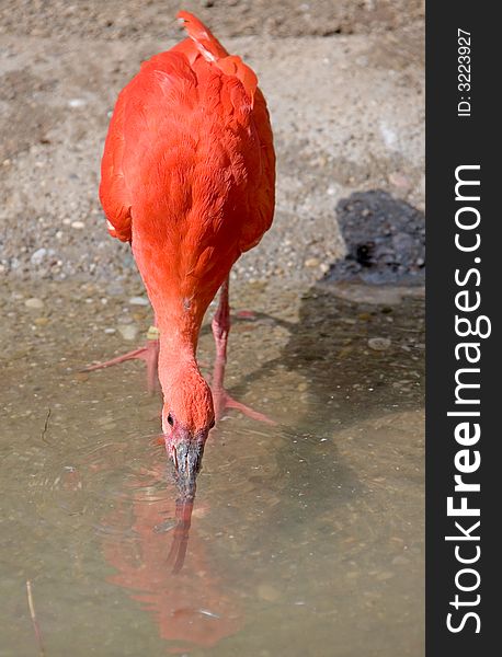Scarlet ibis at watering pool. Scarlet ibis at watering pool