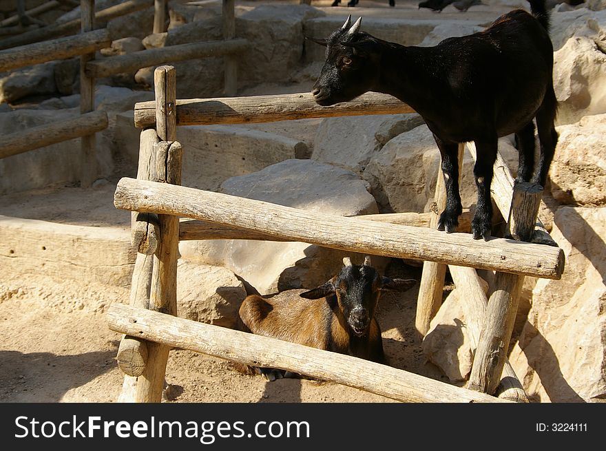 Two goats, the black one is perched on a barrier. Two goats, the black one is perched on a barrier.