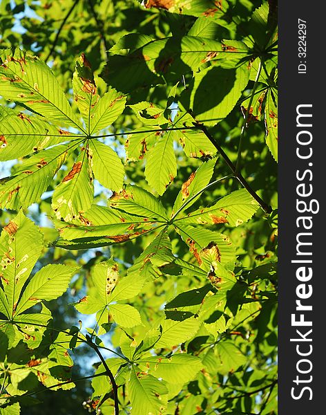 Bright green leafs of chestnut tree opposite sunlight