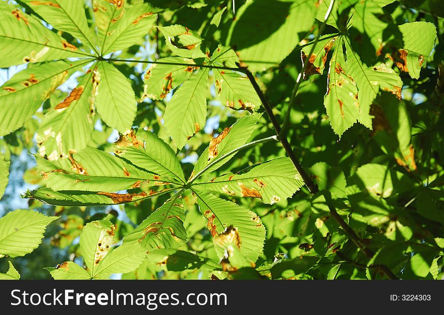 Bright Green Leafs