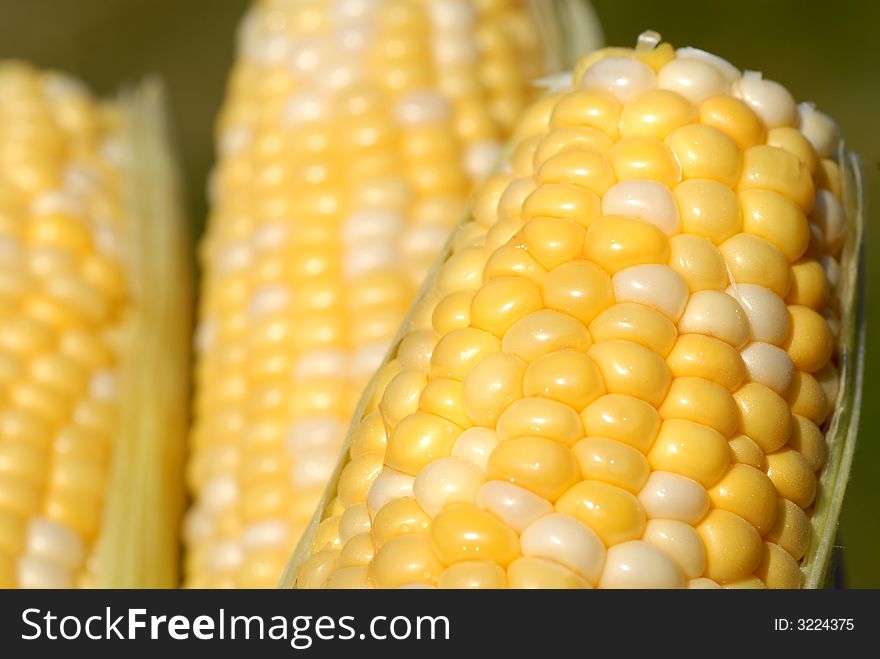 Close up of three ears of fresh corn on the cob in a basket. Close up of three ears of fresh corn on the cob in a basket