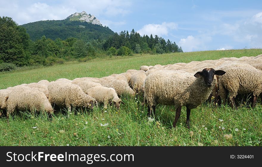 Many sheep on the pasture