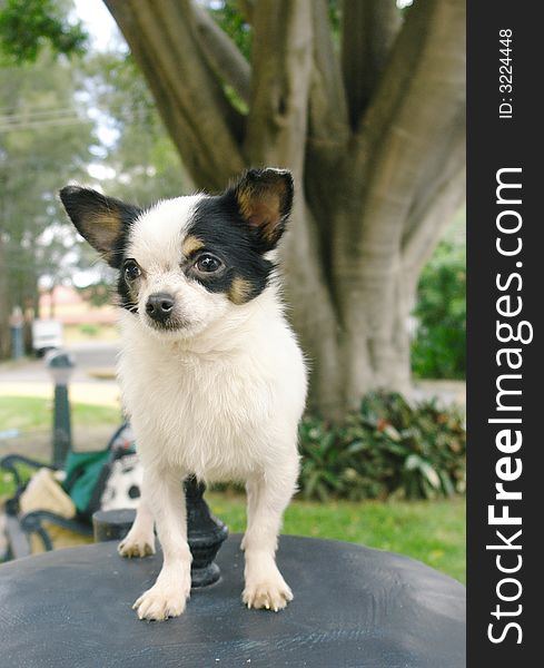 Chihuahua Dog 2