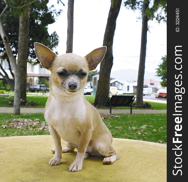 Pure breed chihuahua sitting on a table. Pure breed chihuahua sitting on a table