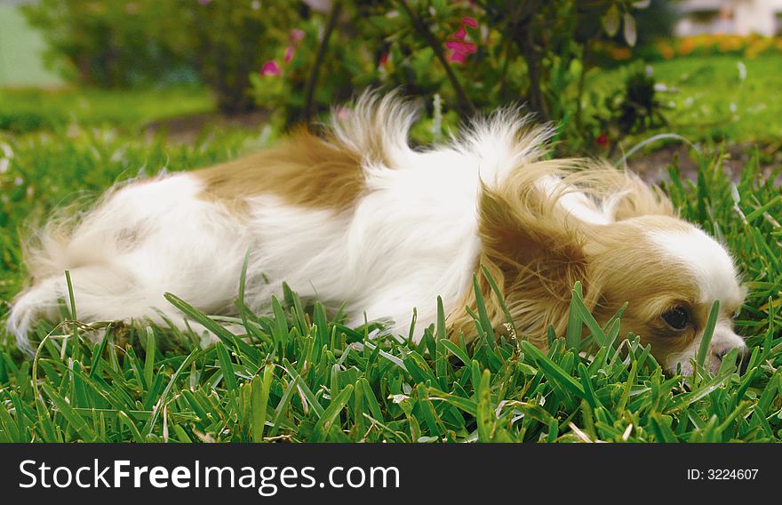 Pure breed longhaired chihuahua laying in the grass. Pure breed longhaired chihuahua laying in the grass