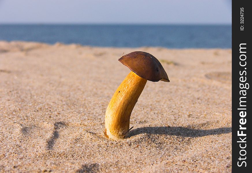 Mushroom on beach - strange view