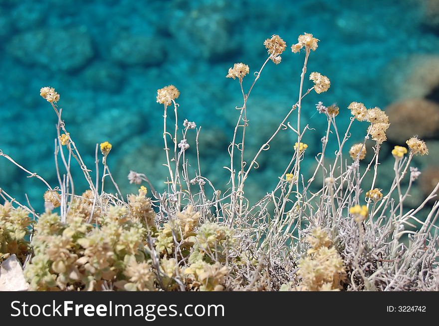 Flowers and sea in Greece, Lefkada