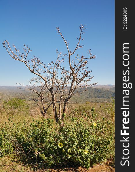 South african park in winter. South african park in winter